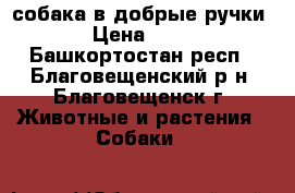 собака в добрые ручки › Цена ­ 10 - Башкортостан респ., Благовещенский р-н, Благовещенск г. Животные и растения » Собаки   